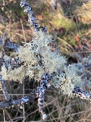 Evernia prunastri