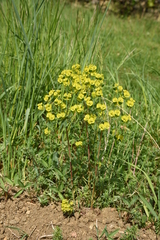 Euphorbia esula