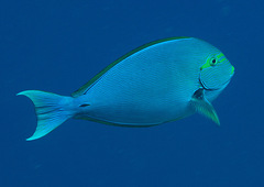 Acanthurus mata