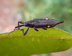 Rhinotia bidentata
