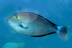 Acanthurus mata