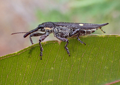 Rhinotia bidentata