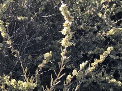 Atriplex canescens canescens