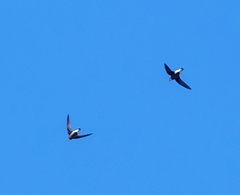 Hirundapus caudacutus