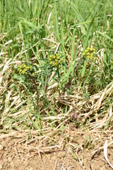 Euphorbia esula