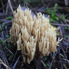 Ramaria stricta