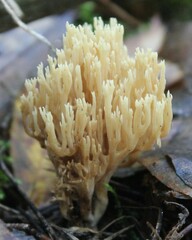 Ramaria stricta