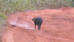 Dasyprocta variegata