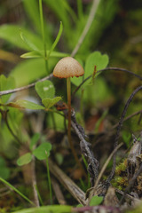 Galerina paludosa