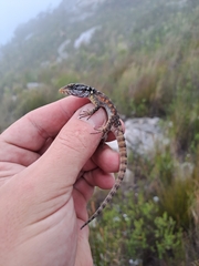 Pseudocordylus microlepidotus microlepidotus