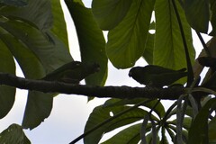 Brotogeris cyanoptera