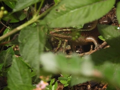 Zonosaurus madagascariensis
