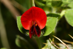 Lotus tetragonolobus