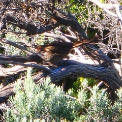 Dasyornis broadbenti