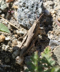 Chimarocephala pacifica