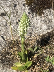 Brachystele unilateralis