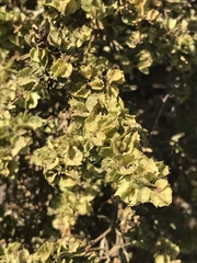 Atriplex canescens canescens
