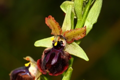 Ophrys sphegodes passionis