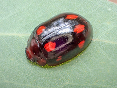 Paropsisterna octosignata