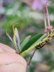 Diphucrania