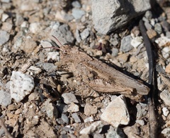 Chimarocephala pacifica