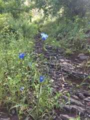 Commelina