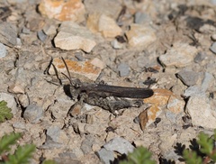 Chimarocephala pacifica