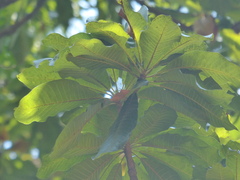 Madhuca bourdillonii