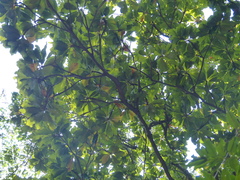 Madhuca bourdillonii