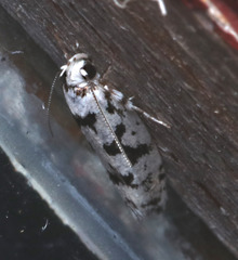 Lichenaula calligrapha