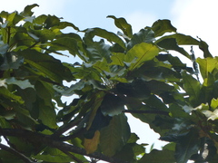 Madhuca bourdillonii