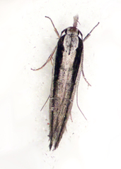 Leptozestis