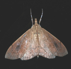 Hyalobathra