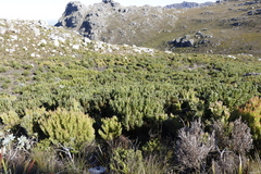 Protea lepidocarpodendron