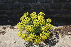Euphorbia esula