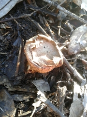 Scleroderma verrucosum