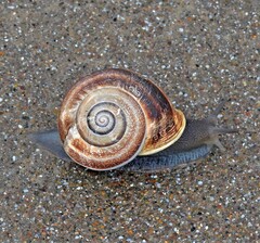 Otala punctata