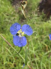 Commelina