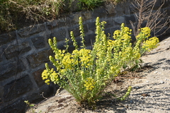Euphorbia esula