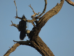 Clamator levaillantii