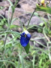 Commelina