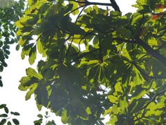 Madhuca bourdillonii