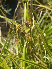 Carex sagei