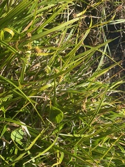 Carex sagei