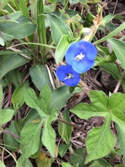 Commelina