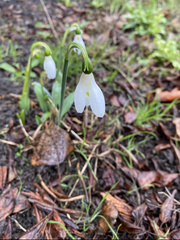 Galanthus