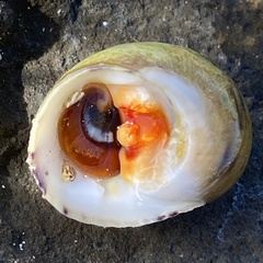 Nerita peloronta