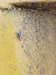 Menemerus bivittatus