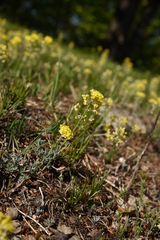 Alyssum montanum