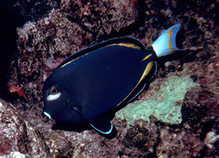 Acanthurus nigricans
